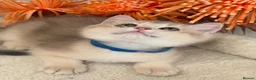 British Shorthair cats for sale: British shorthair blue/black golden kittens GCCF  - Advert 10
