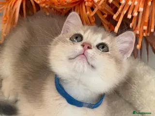 British Shorthair cats British shorthair blue/black golden kittens GCCF - Advert 12