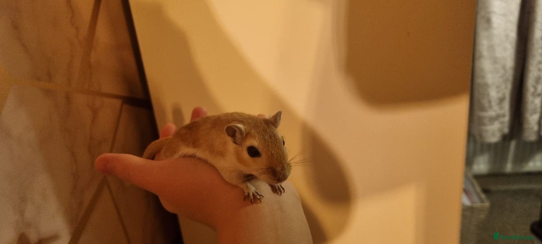 Gerbil rodents for sale: 2 gerbils - Advert 1