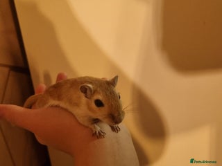 Gerbil rodents 2 gerbils - Advert 1