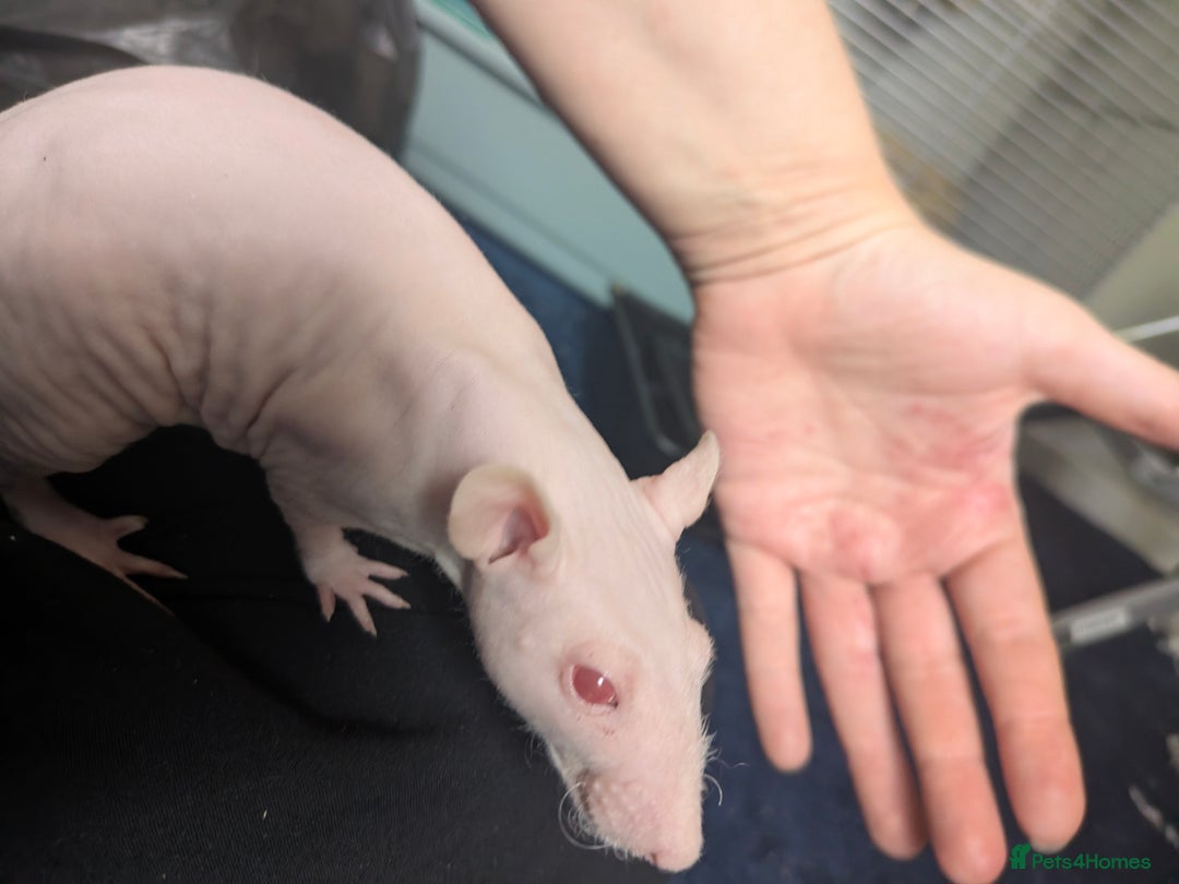 Rat rodents for sale: Baby rats  - Image 5
