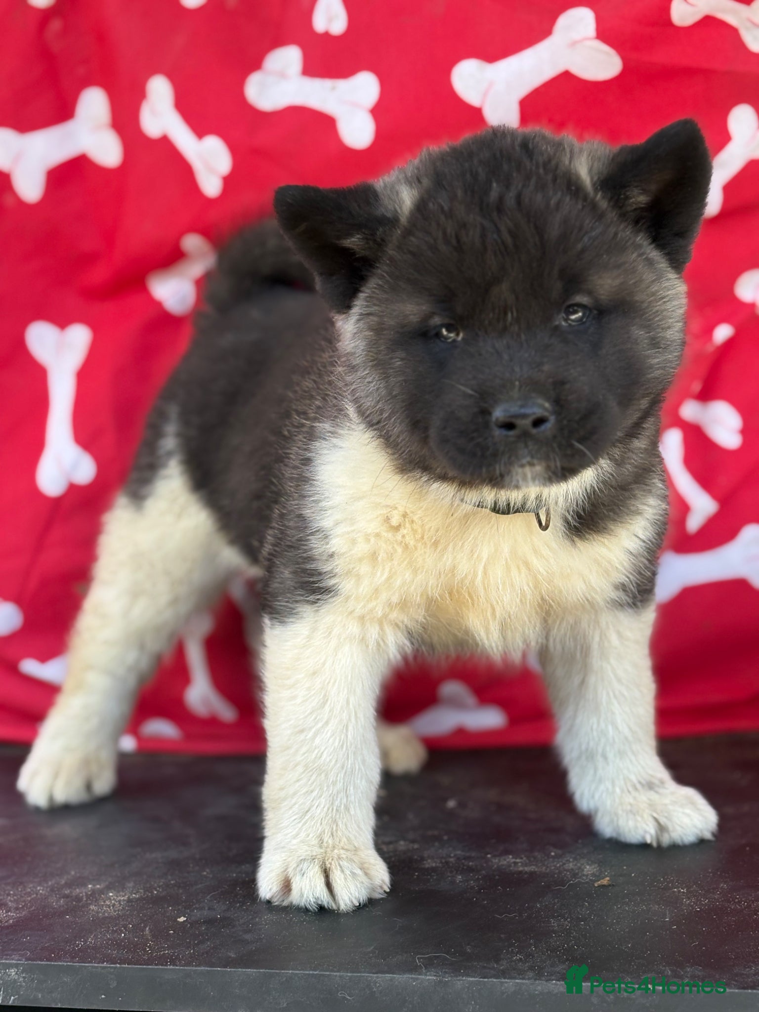 Akita dogs Quality KC registered American Akita Puppies - Advert 2