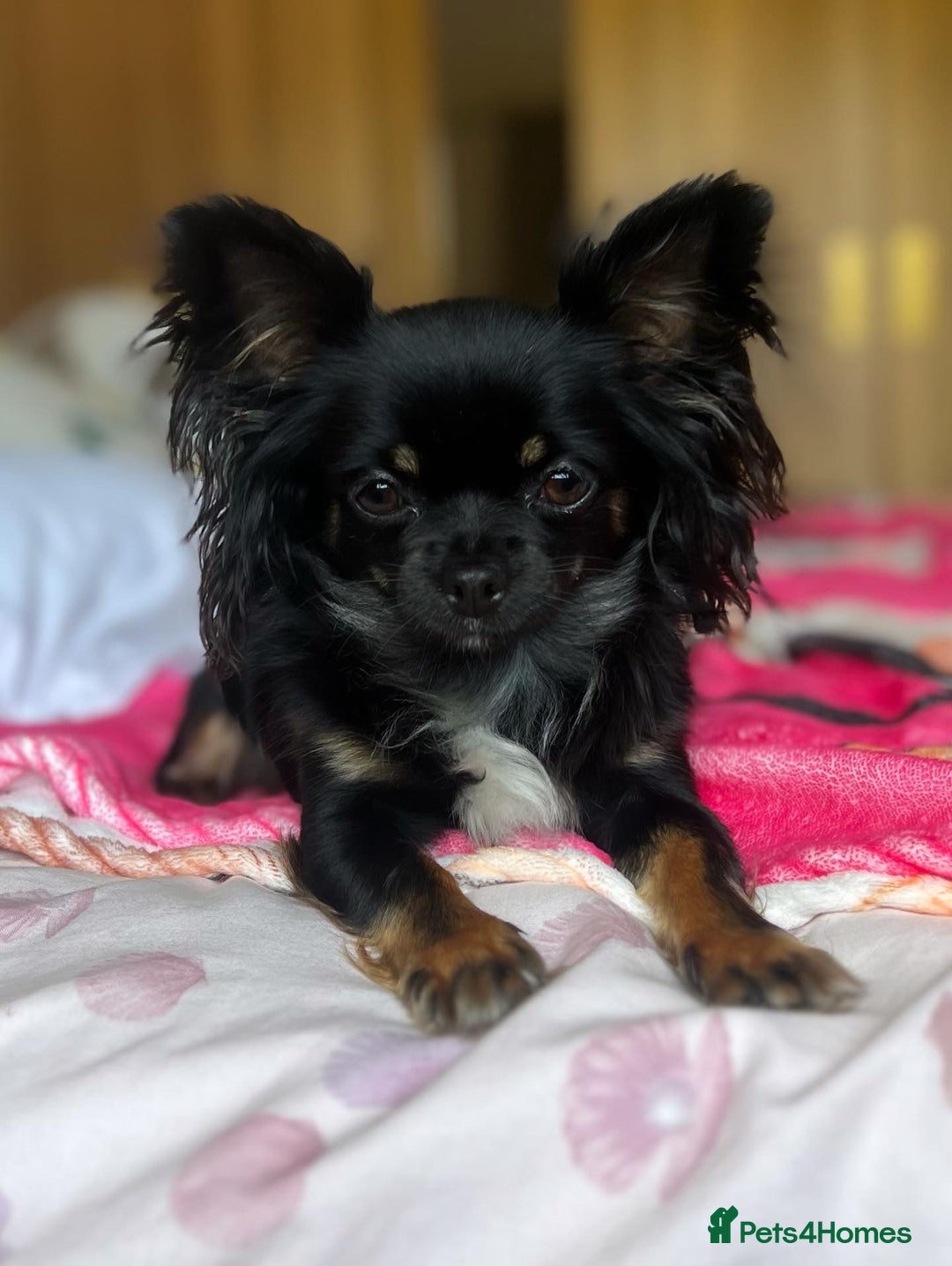 Chihuahua dogs for sale: One left! KC Reg Chihuahua Puppies-  Ready Now - Image 14