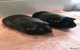 Guinea Pig rodents for sale: Two Pairs of Boar Foxe’s - Image 6