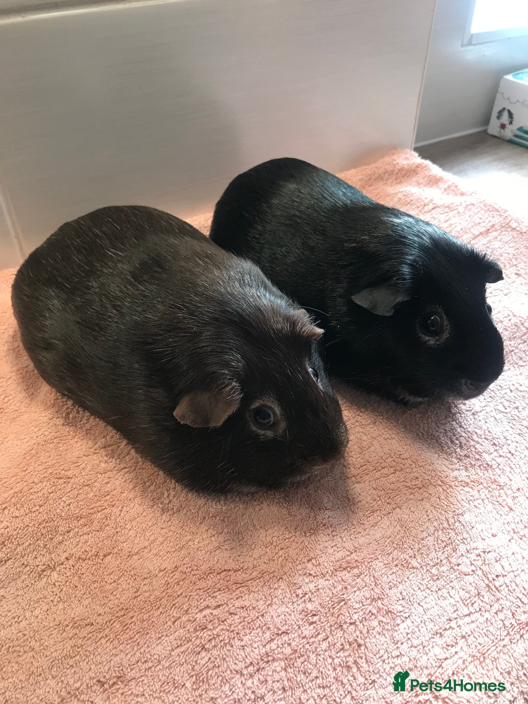 Guinea Pig rodents for sale: Two Pairs of Boar Foxe’s - Image 6