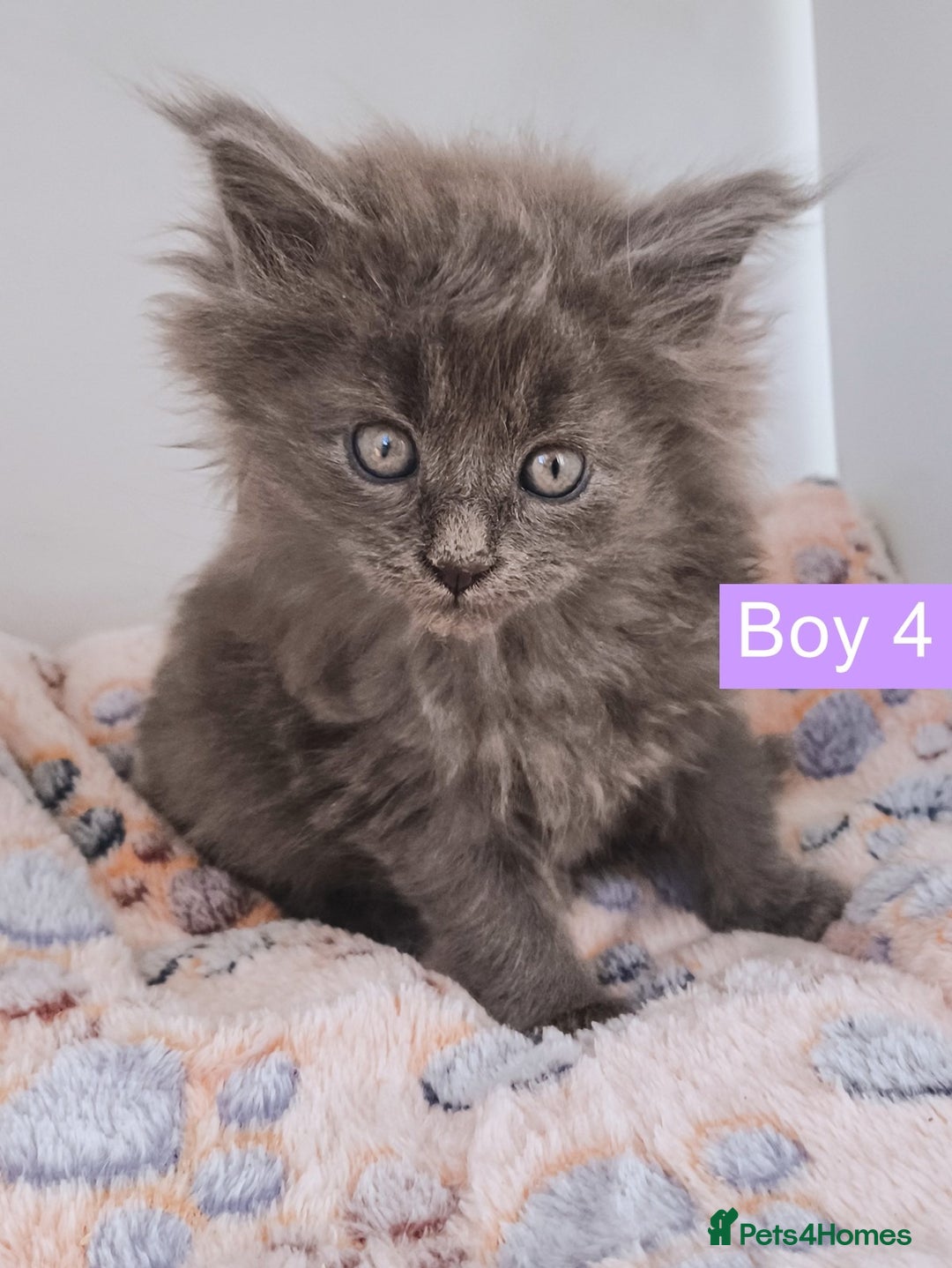 Maine Coon cats for sale: Blue Maine coon kittens + DNA health tested  - Advert 29