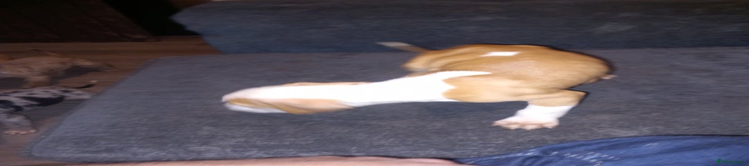 American Bulldog Puppy 4