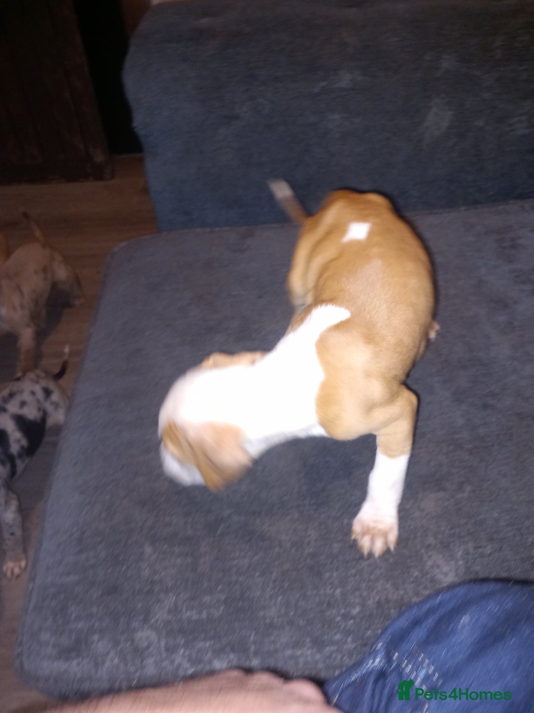 American Bulldog dogs for sale: Mr a FORD  - Advert 7