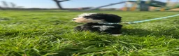 Sheepadoodle dogs for sale: Micro mini Sheepadoodles 1 littlegirlleft - Advert 12