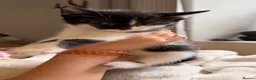 Mixed Breed cats for sale: 3 x Black & white kittens, 1 x boy, 2 x girl in Port Talbot - Advert 12