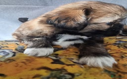 Shih Tzu dogs for sale: Shihtzu pupies. - Image 8