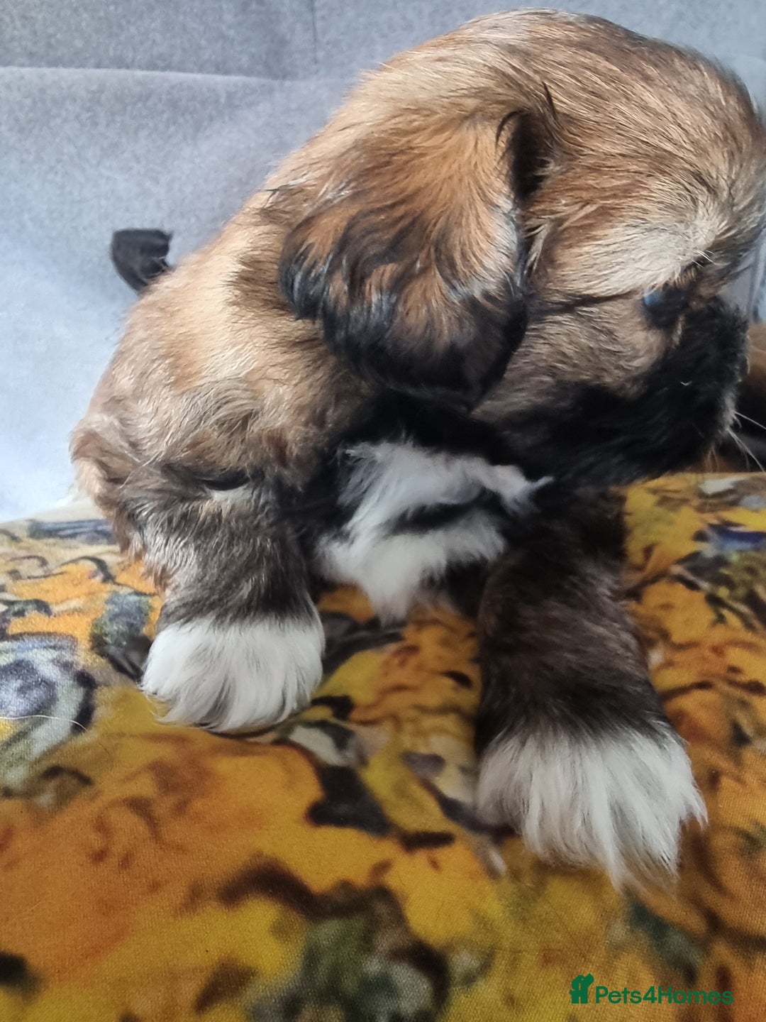 Shih Tzu dogs for sale: Shihtzu pupies. - Image 8