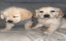 Golden Retriever dogs for sale: Beautiful KC Golden Retriever Babies  - Image 37
