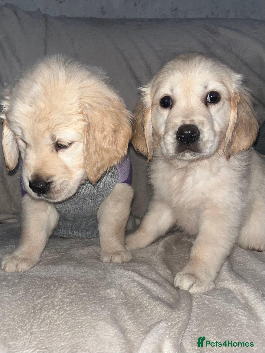 Golden Retriever dogs for sale: Beautiful KC Golden Retriever Babies  - Image 37