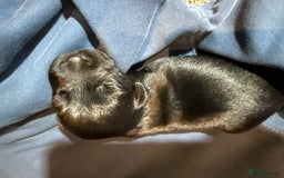 Labrador Retriever dogs for sale: black labradors - Image 8