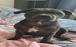 Staffordshire Bull Terrier dogs for sale: KC registration blue staffy , Champion blood line  - Image 11