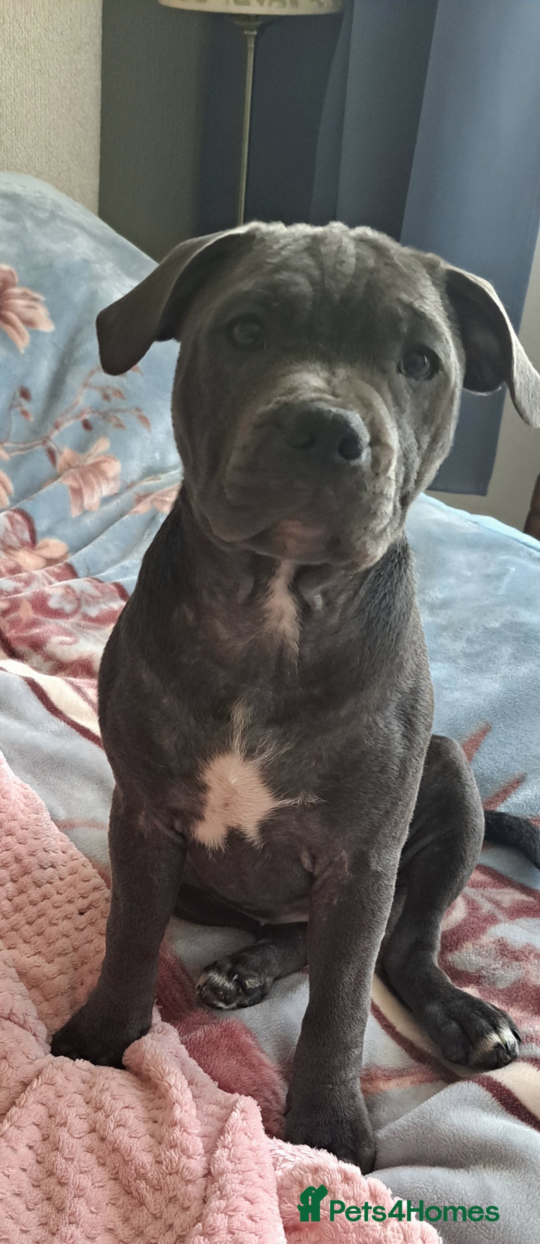 Staffordshire Bull Terrier dogs for sale: KC registration blue staffy , Champion blood line  - Image 11