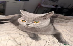 British Shorthair cats for sale: 1 male British blue shorthair kitten - Image 7
