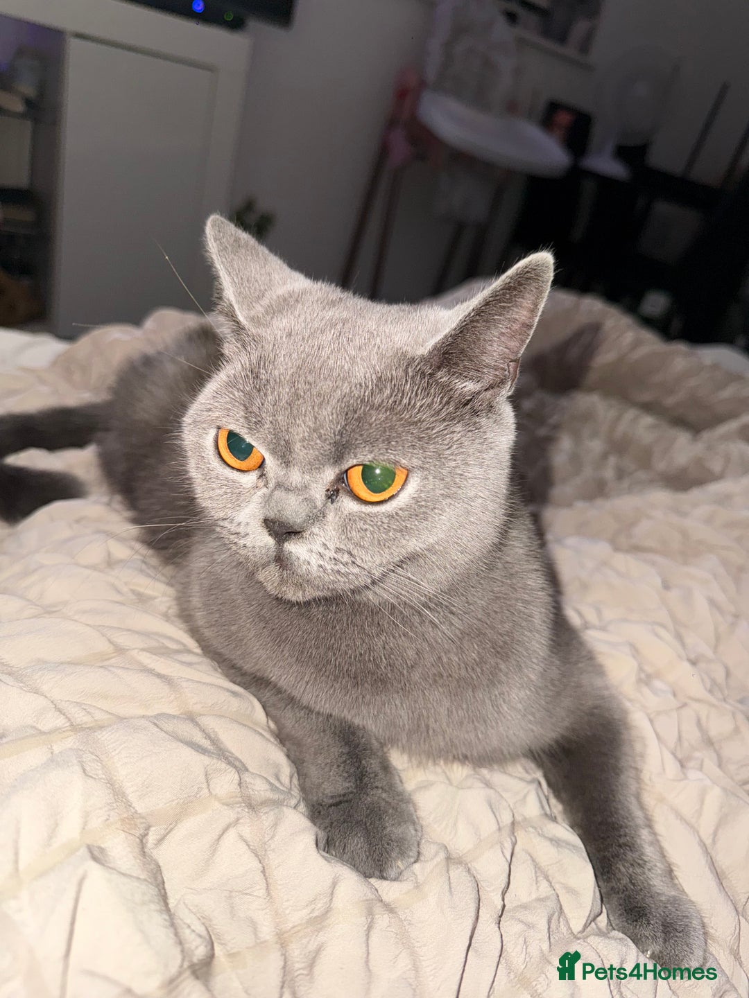 British Shorthair cats for sale: 1 male British blue shorthair kitten - Image 7
