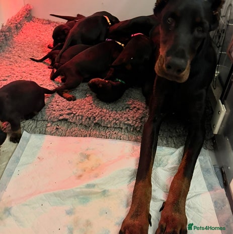 Dobermann dogs - Advert 1