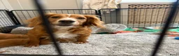 Cocker Spaniel dogs for sale: Beautiful Golden cockers free insurance with agria - Advert 15