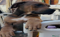 Mixed Breed dogs for sale: The Last 3 babies  - Advert 8