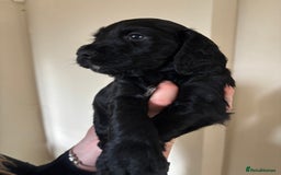 Cocker Spaniel dogs for sale: Beautiful Litter of Cocker Spaniel Puppies - Image 4