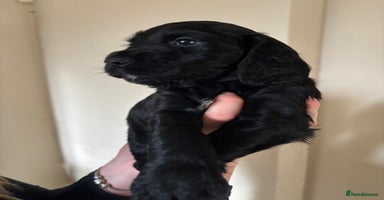 Cocker Spaniel dogs - Advert 9