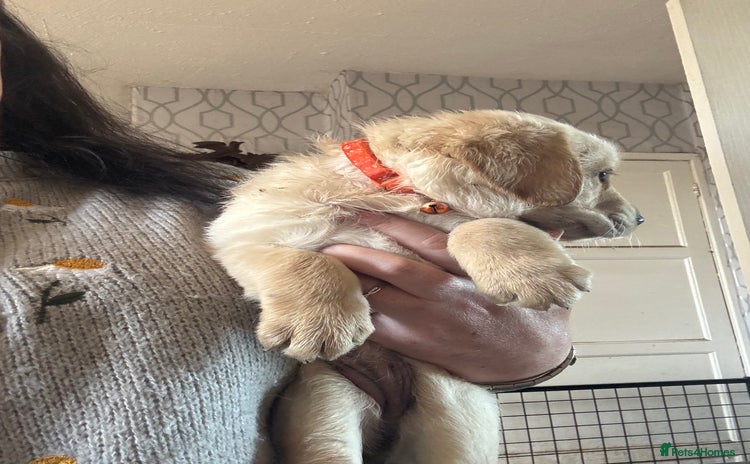 Goldador dogs - Advert 1