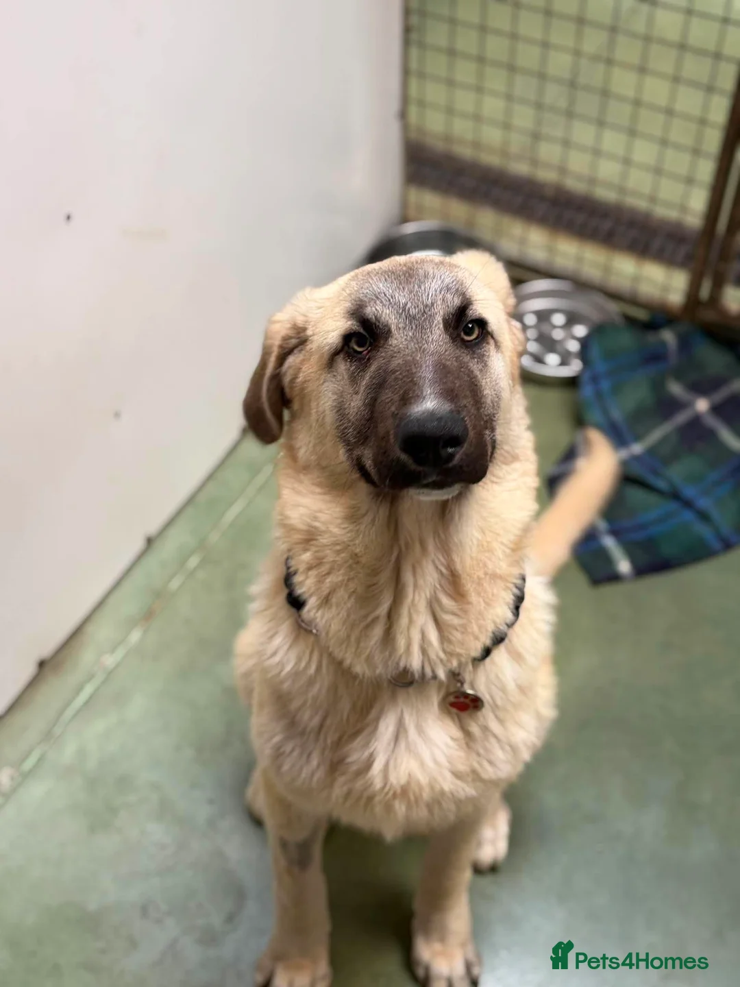 Mixed Breed dogs for adoption: Hermes 🐾  - Advert 2