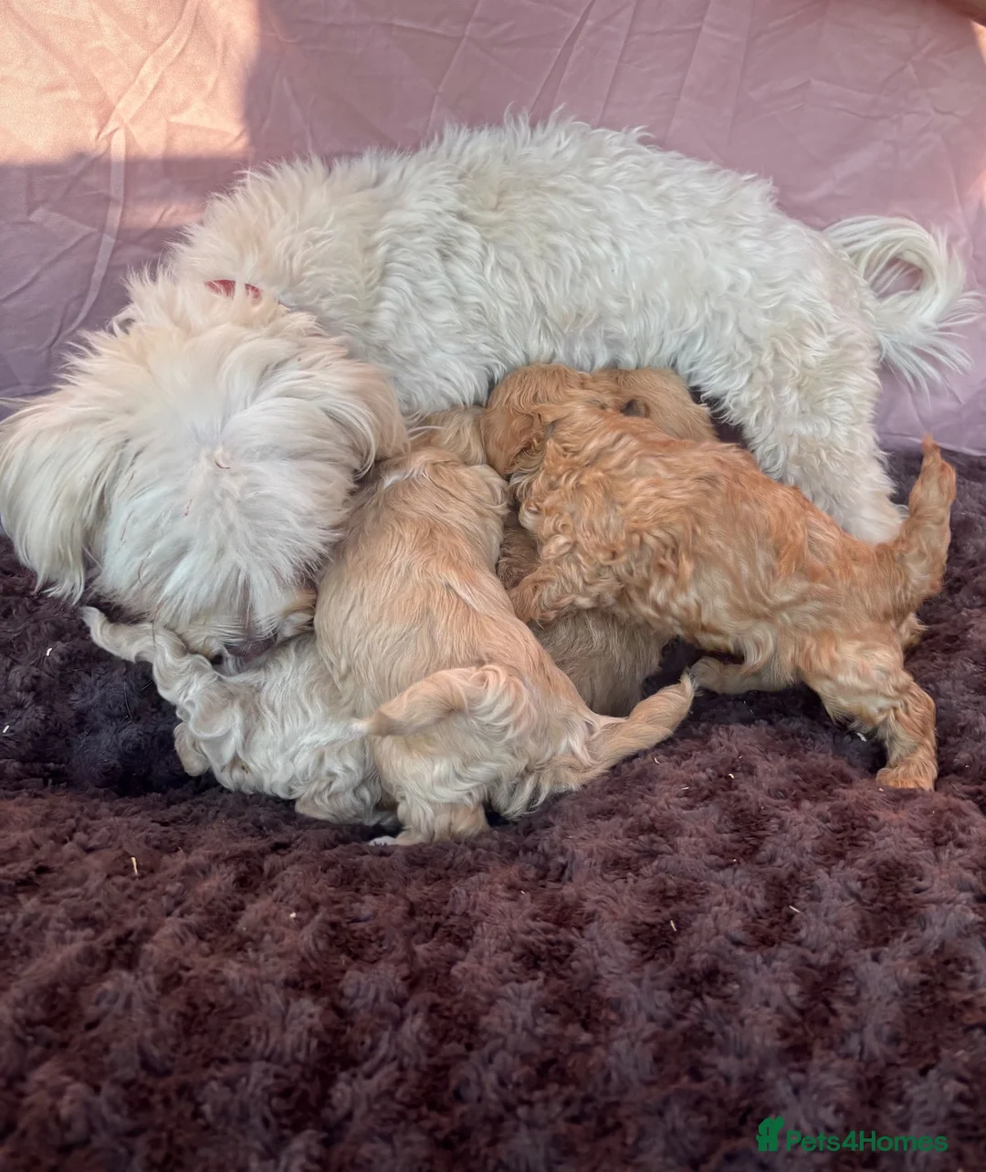 Maltipoo dogs for sale: Our Multipoo fur babies  in Ashford - Advert 2