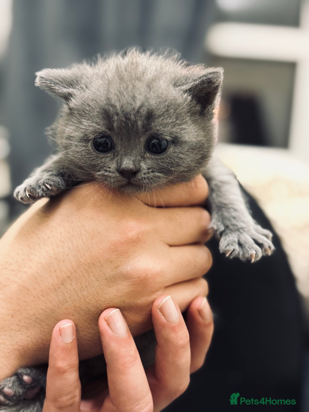 British Shorthair cats for sale: Pure British short hair  - Advert 2