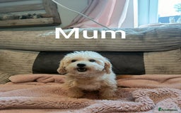 Maltipoo dogs for sale: F1B Toy Maltipoo  - Image 22