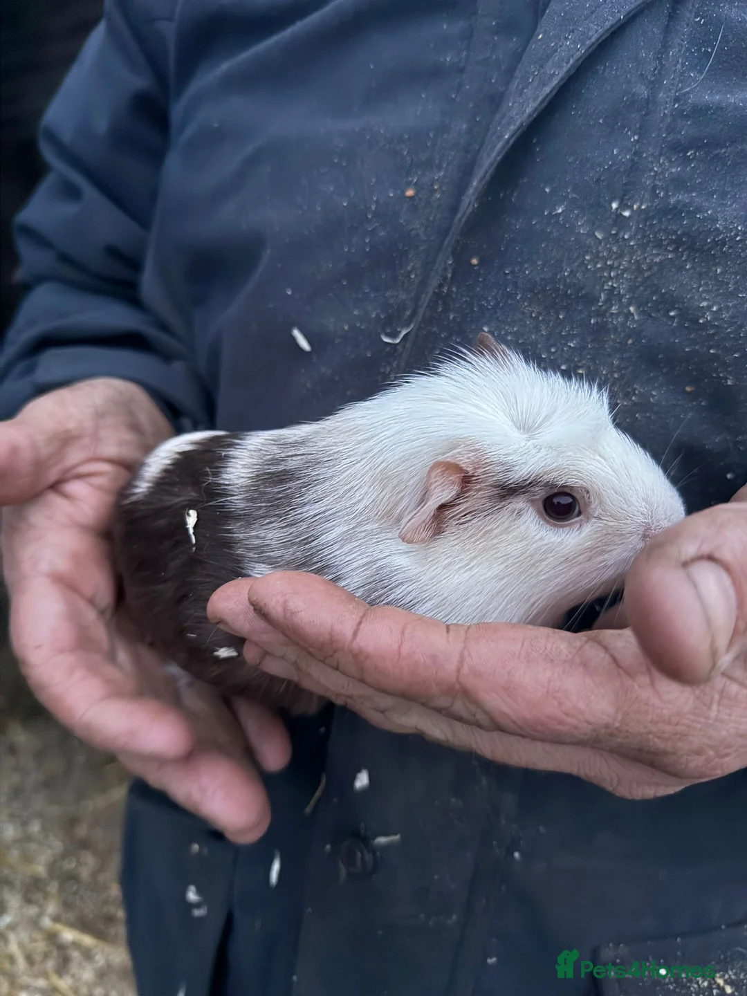 Guinea Pig rodents for sale: 20 guinea pigs for sale  - Advert 31