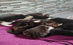 Mixed Breed cats for sale: Four nice kittens!!! - Image 8