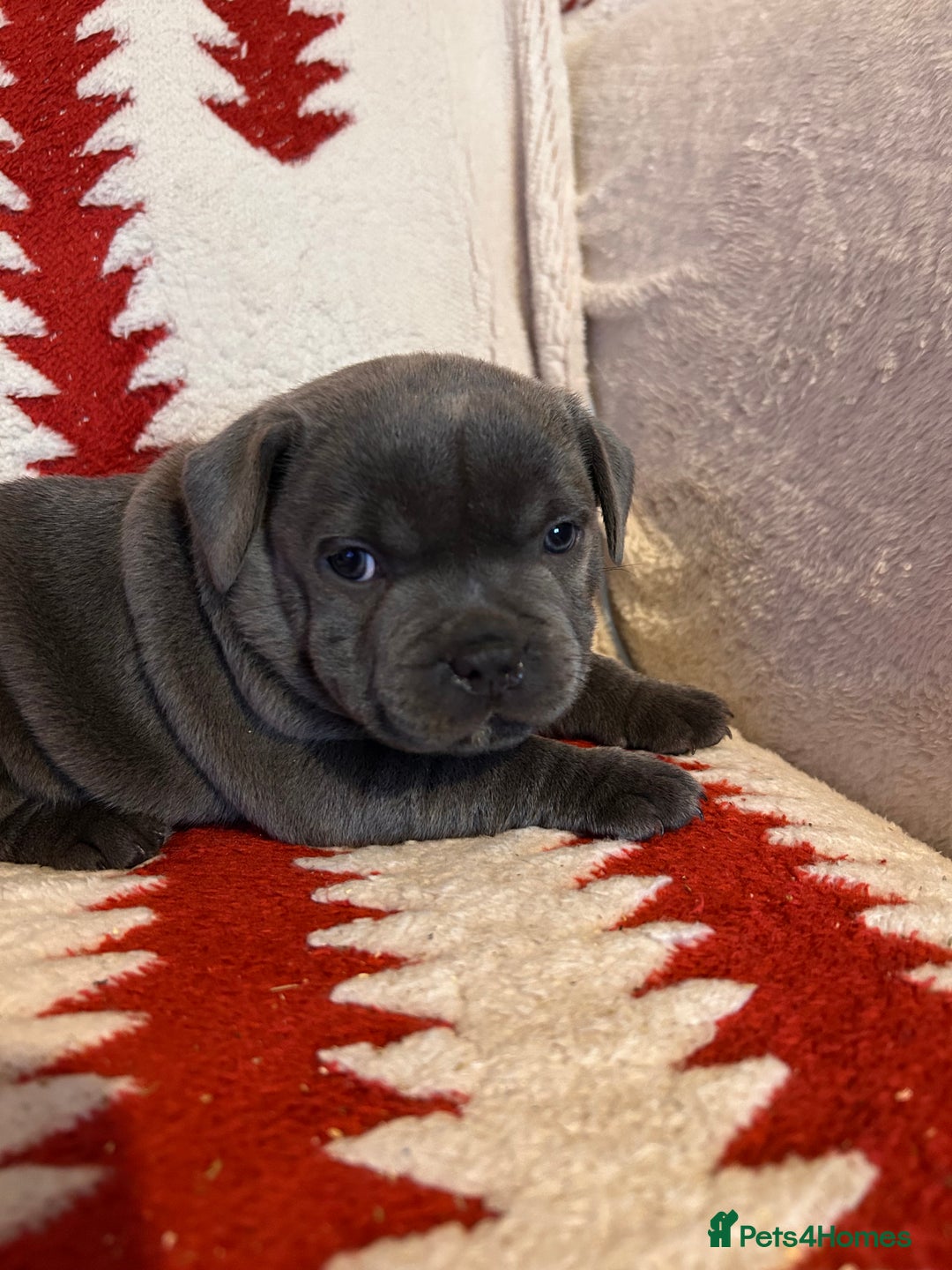 Staffordshire Bull Terrier dogs for sale: Stunning KC Reg 5 gens Blue Staffies - Advert 5