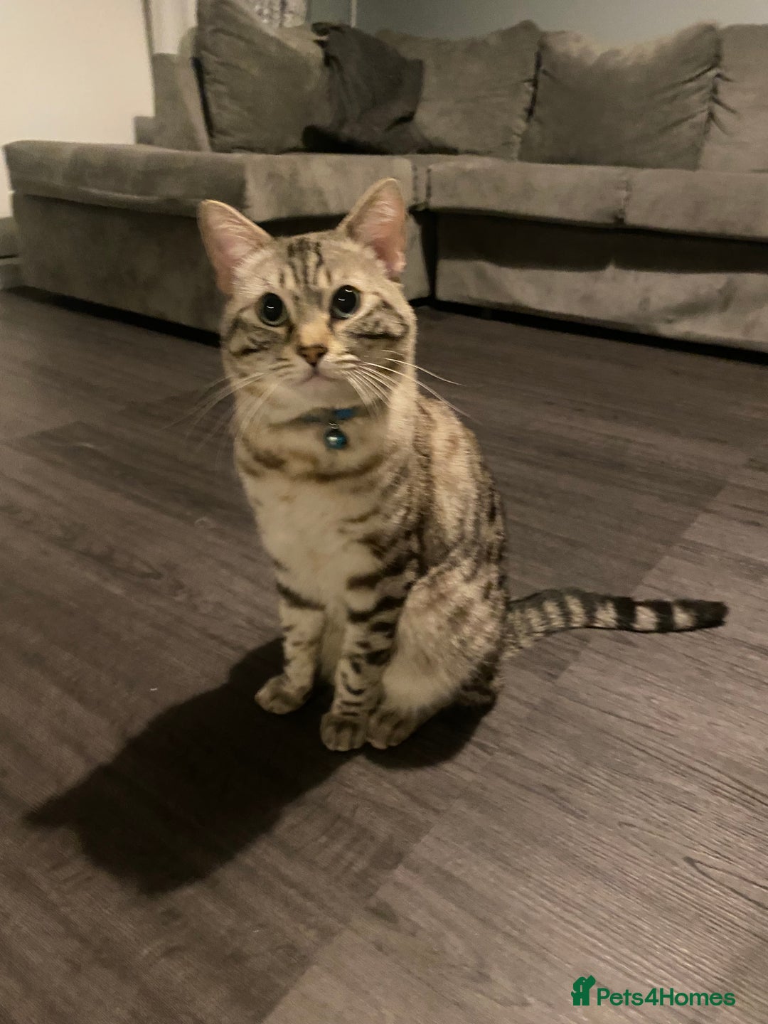 Mixed Breed cats for sale: Kittens for sale, 3 males 1 female  - Advert 3