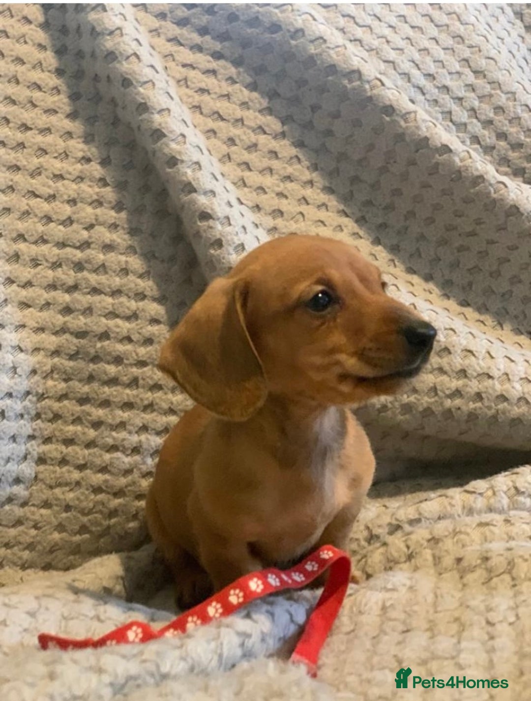 Dachshund dogs for sale: Dachshund puppies for sale - Image 6