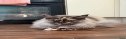 Maine Coon cats for sale: MaineCoon ACTIVE Girl Available | Full Registered  - Advert 1