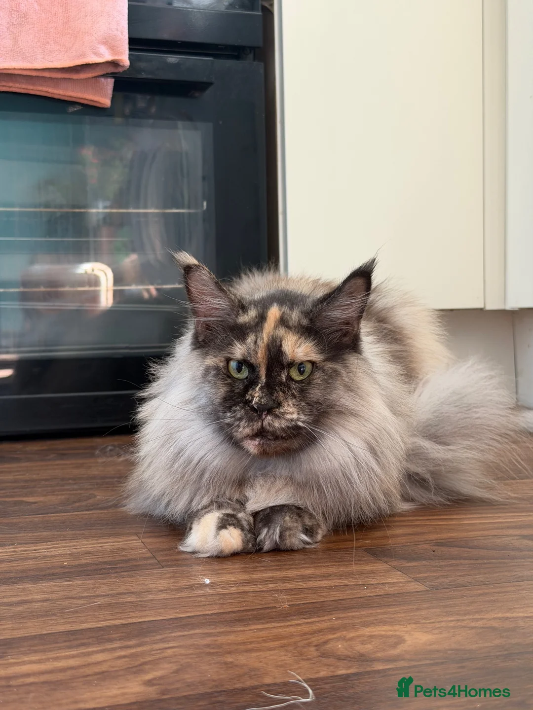 Maine Coon cats for sale: MaineCoon ACTIVE Girl Available | Full Registered  - Advert 1