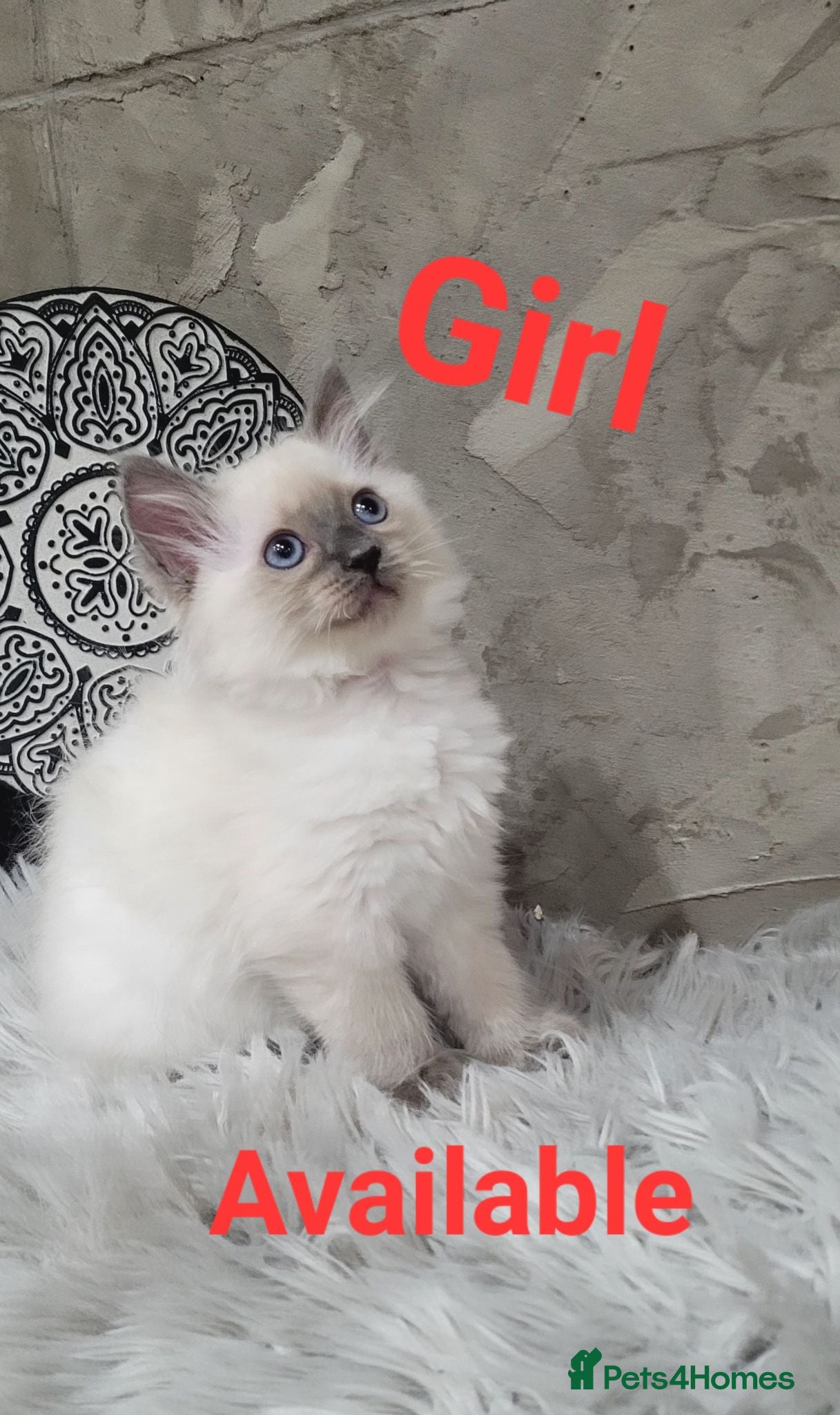 Ragdoll cats !! 1 GIRL LEFT!! Beautiful Ragdoll Kittens  - Advert 3