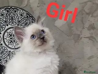 Ragdoll cats !! 1 GIRL LEFT!! Beautiful Ragdoll Kittens - Advert 2
