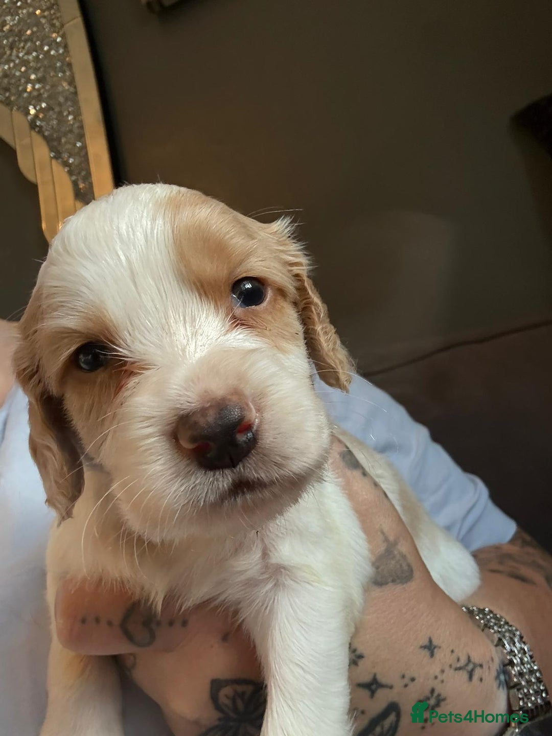 Cocker Spaniel dogs for sale: COCKER SPANIEL LITTER OF 9 IN SCARBOROUGH  - Image 37