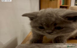 British Shorthair cats for sale: GCCF reg. BSH male and Blue cream girl  - Image 3