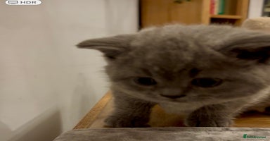 British Shorthair cats - Advert 4