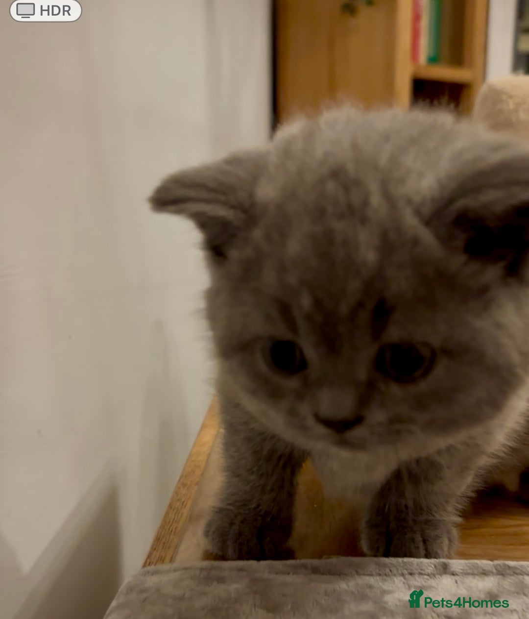 British Shorthair cats for sale: GCCF reg. BSH male and Blue cream girl  - Image 3