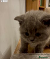 British Shorthair cats - Advert 4
