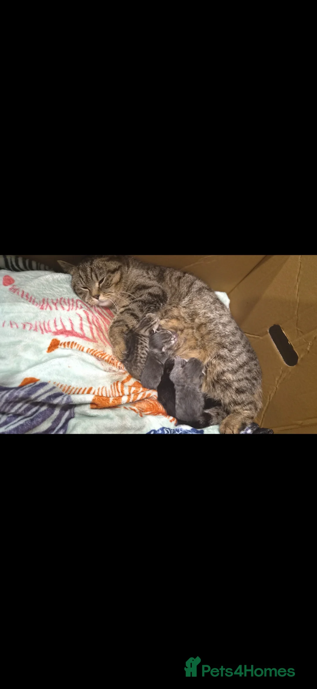 Mixed Breed cats for sale: Kittens Looking for Loving Homes 🐾 - Advert 2