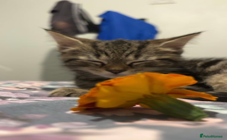 Domestic Shorthair cats - Advert 2