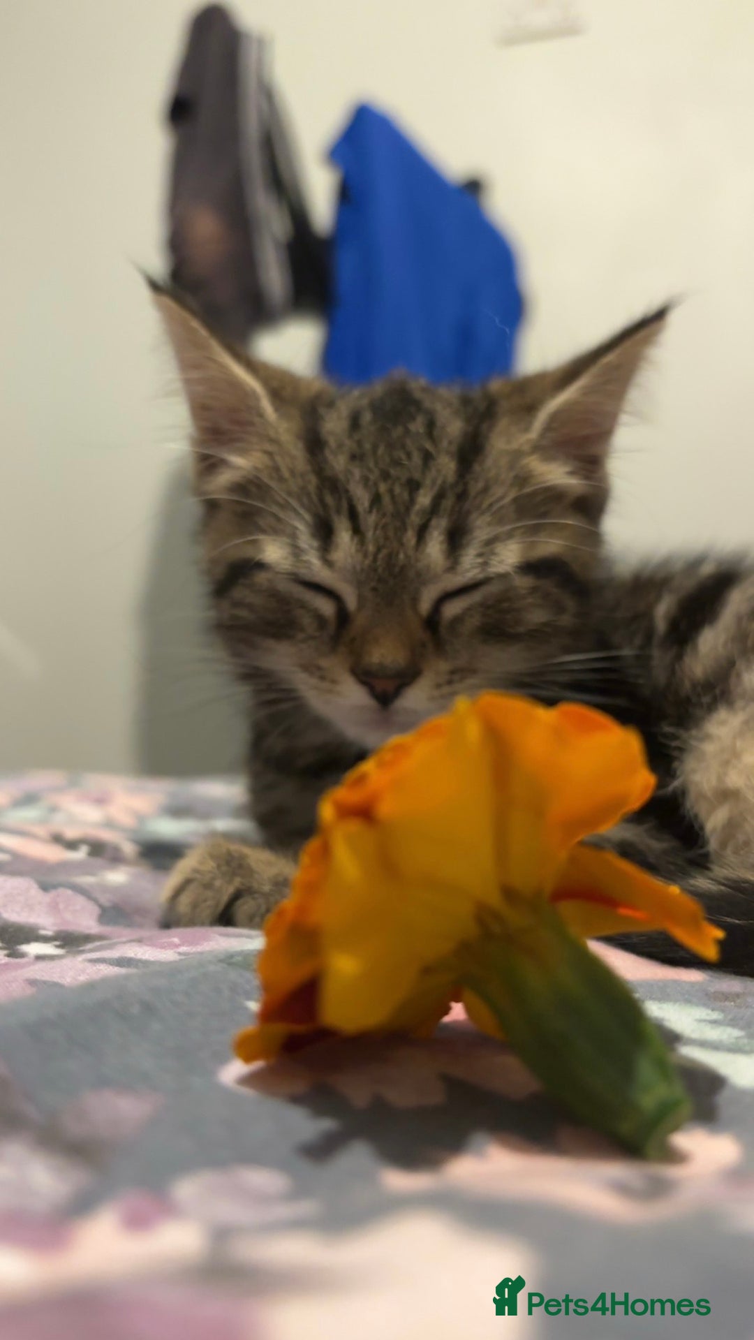 Domestic Shorthair cats for sale: Classic Tabby Domestic Shorthair  - Image 1